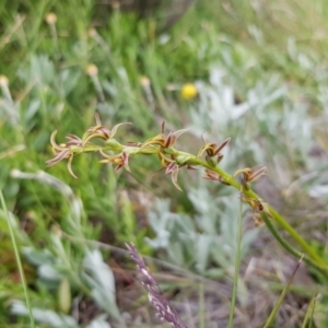 Paraprasophyllum tadgellianum at Jagungal Wilderness, NSW - 1 Jan 2021