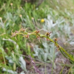 Prasophyllum tadgellianum (Tadgell's leek orchid) at Jagungal Wilderness, NSW - 1 Jan 2021 by jpittock