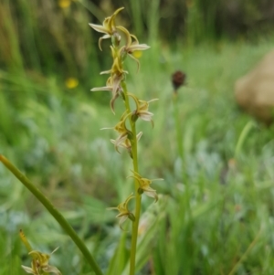 Paraprasophyllum tadgellianum at Jagungal Wilderness, NSW - 1 Jan 2021