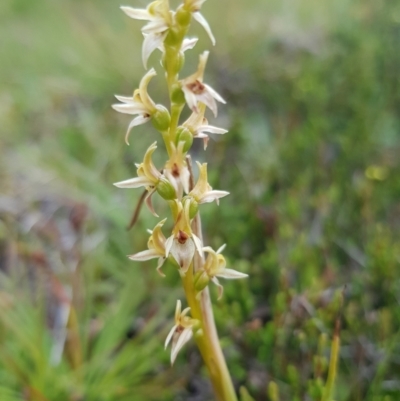 Prasophyllum sp. (A Leek Orchid) at Jagungal Wilderness, NSW - 1 Jan 2021 by jpittock