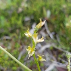 Prasophyllum sp. at Jagungal Wilderness, NSW - 1 Jan 2021