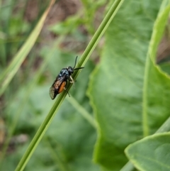 Lophyrotoma analis (Sawfly, Ironbark Sawfly) at Wodonga, VIC - 3 Jan 2021 by ChrisAllen