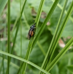 Lophyrotoma analis at Wodonga, VIC - 4 Jan 2021 09:30 AM