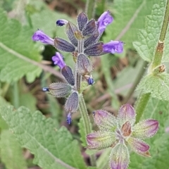 Salvia verbenaca var. verbenaca (Wild Sage) at Bass Gardens Park, Griffith - 2 Jan 2021 by SRoss