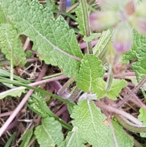 Salvia verbenaca var. verbenaca at Griffith, ACT - 2 Jan 2021