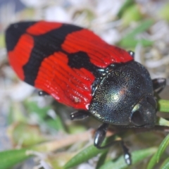 Castiarina deyrollei (A jewel beetle) at Paddys River, ACT - 1 Jan 2021 by Harrisi