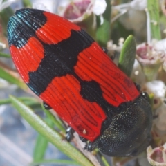 Castiarina deyrollei at Paddys River, ACT - 1 Jan 2021