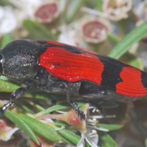 Castiarina deyrollei at Paddys River, ACT - 1 Jan 2021