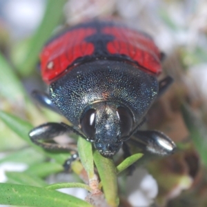 Castiarina deyrollei at Paddys River, ACT - 1 Jan 2021