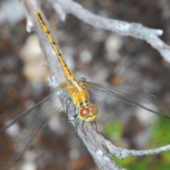 Diplacodes bipunctata (Wandering Percher) at Tidbinbilla Nature Reserve - 31 Dec 2020 by Harrisi