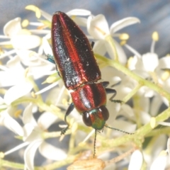 Selagis aurifera (Aurifera jewel beetle) at Hughes, ACT - 3 Jan 2021 by Harrisi