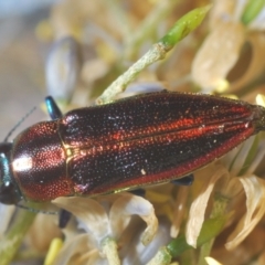 Selagis aurifera at Hughes, ACT - 3 Jan 2021 12:02 AM