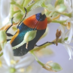 Castiarina kerremansi at Hughes, ACT - 2 Jan 2021