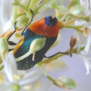 Castiarina kerremansi at Hughes, ACT - 2 Jan 2021