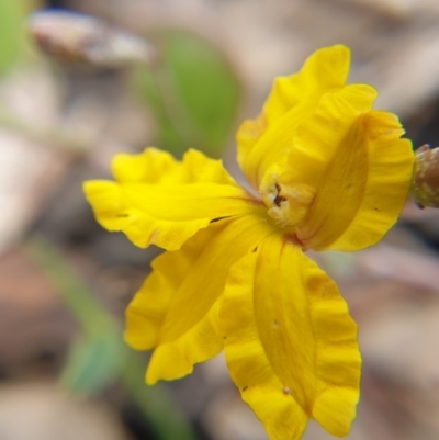 Goodenia sp. (Goodenia) at Belanglo - 3 Jan 2021 by Frankelmonster