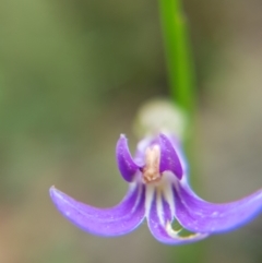 Lobelia sp. (A Lobelia) at Belanglo - 3 Jan 2021 by Frankelmonster