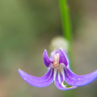 Lobelia sp. (A Lobelia) at Belanglo - 3 Jan 2021 by Frankelmonster