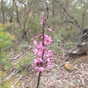 Dipodium roseum at Belanglo, NSW - 3 Jan 2021