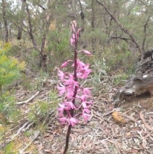 Dipodium roseum at Belanglo, NSW - suppressed