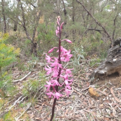Dipodium roseum (Rosy Hyacinth Orchid) at Wingecarribee Local Government Area - 3 Jan 2021 by Frankelmonster