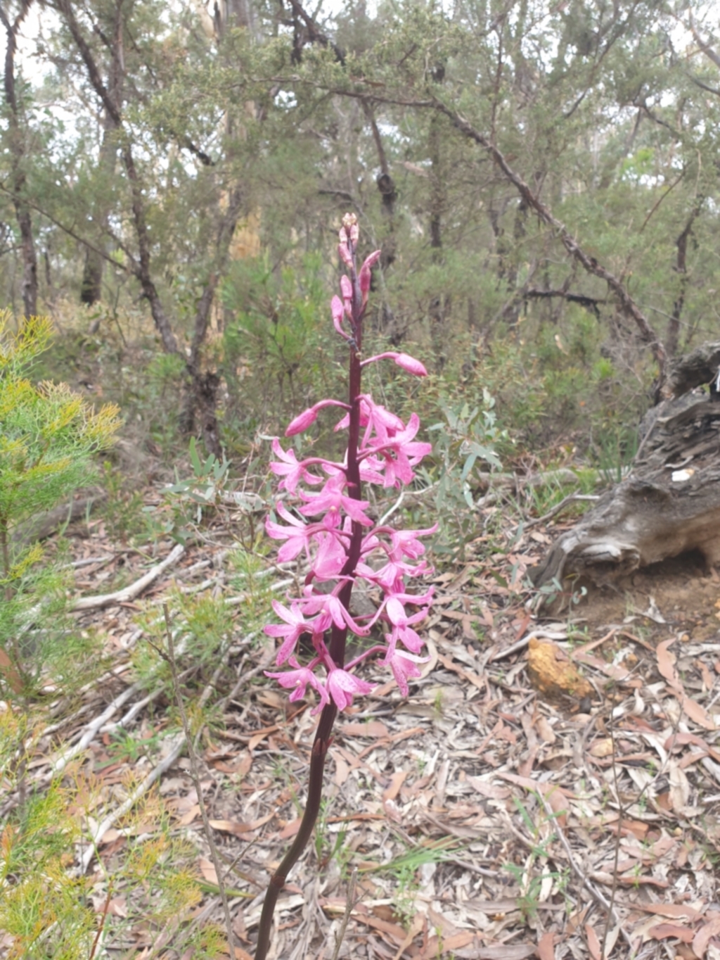 Dipodium roseum at Belanglo, NSW - 3 Jan 2021