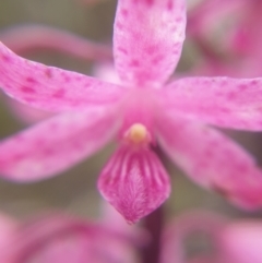 Dipodium roseum at Belanglo, NSW - suppressed