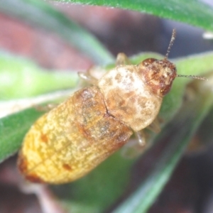 Castiarina testacea at Campbell, ACT - suppressed