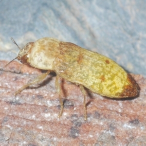 Castiarina testacea at Campbell, ACT - 3 Jan 2021