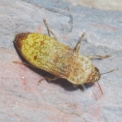 Castiarina testacea at Campbell, ACT - 3 Jan 2021