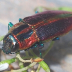 Selagis aurifera (Aurifera jewel beetle) at Mount Ainslie to Black Mountain - 3 Jan 2021 by Harrisi