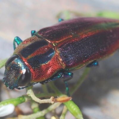 Selagis aurifera (Aurifera jewel beetle) at Lake Burley Griffin Central/East - 3 Jan 2021 by Harrisi