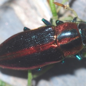 Selagis aurifera at Campbell, ACT - 3 Jan 2021