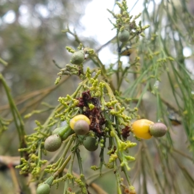 Exocarpos cupressiformis (Cherry Ballart) at Greenleigh, NSW - 3 Jan 2021 by LyndalT