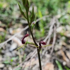 Cryptostylis leptochila (Small Tongue Orchid) at Wingecarribee Local Government Area - 3 Jan 2021 by Boobook38