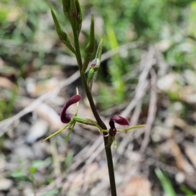 Cryptostylis leptochila (Small Tongue Orchid) at Wingecarribee Local Government Area - 3 Jan 2021 by Boobook38