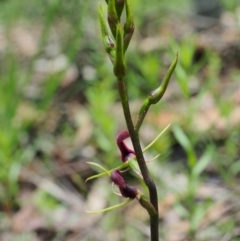 Cryptostylis leptochila at Bundanoon, NSW - 3 Jan 2021