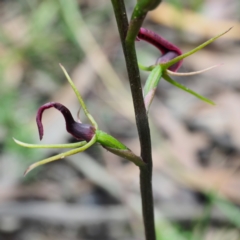 Cryptostylis leptochila at Bundanoon, NSW - 3 Jan 2021