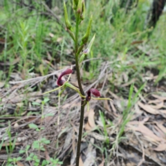 Cryptostylis leptochila at Bundanoon, NSW - 3 Jan 2021