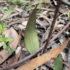 Cryptostylis leptochila at Bundanoon, NSW - 3 Jan 2021