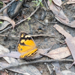 Heteronympha merope (Common Brown Butterfly) at Bundanoon, NSW - 3 Jan 2021 by Boobook38