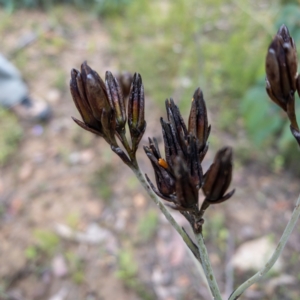 Haemodorum corymbosum at Bundanoon - 3 Jan 2021