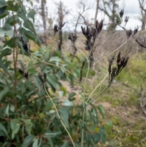 Haemodorum corymbosum at Bundanoon - 3 Jan 2021