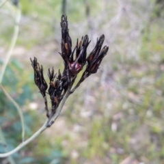 Haemodorum corymbosum at Bundanoon - 3 Jan 2021