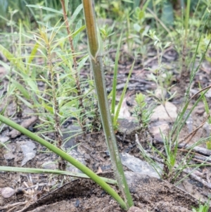 Haemodorum corymbosum at Bundanoon - 3 Jan 2021