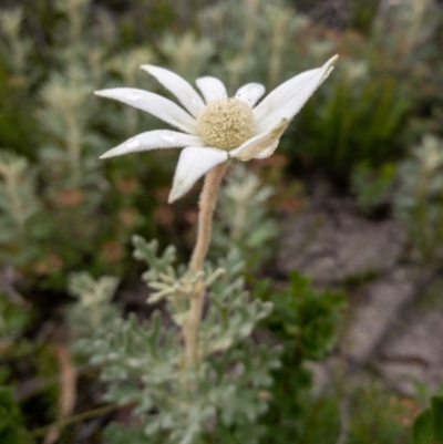 Actinotus helianthi (Flannel Flower) at Bundanoon, NSW - 3 Jan 2021 by Boobook38