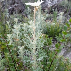 Actinotus helianthi at Morton National Park - suppressed