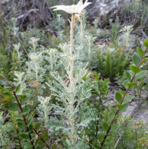 Actinotus helianthi at Morton National Park - 3 Jan 2021