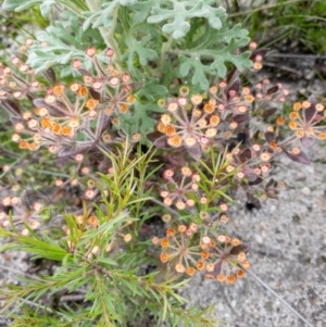 Pomax umbellata at Bundanoon, NSW - 3 Jan 2021