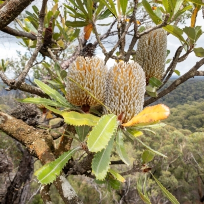 Banksia serrata (Saw Banksia) at Bundanoon, NSW - 3 Jan 2021 by Boobook38