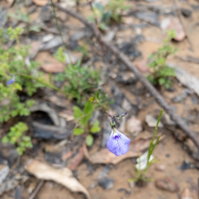 Hybanthus monopetalus (Slender Violet) at Bundanoon - 3 Jan 2021 by Boobook38